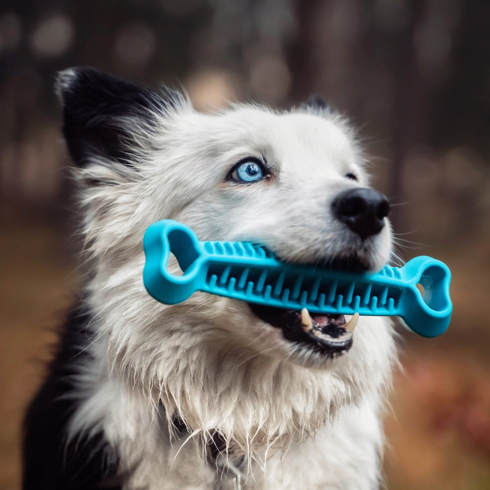 Fiboo Fiboone Dental Niebieski dla Psa Gryzak Dentystyczny do Zębów
